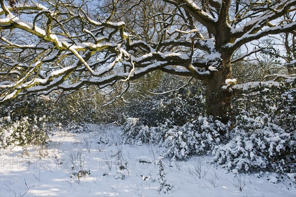 English oak