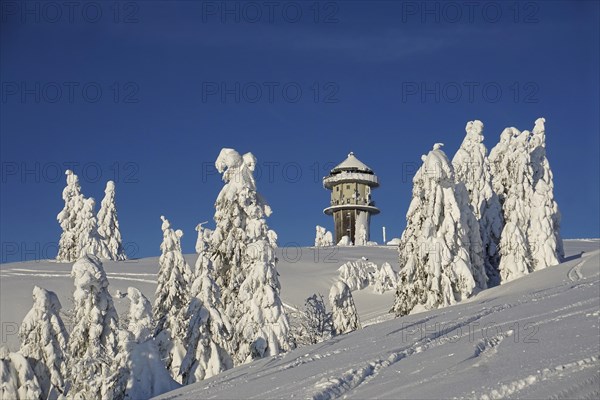 Winter landscape with snow-covered fir trees and Feldberg tower