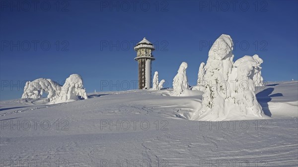 Snowy fir trees in winter landscape next to Feldberg tower