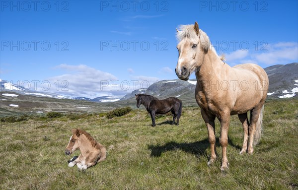 Norwegian fjord horses