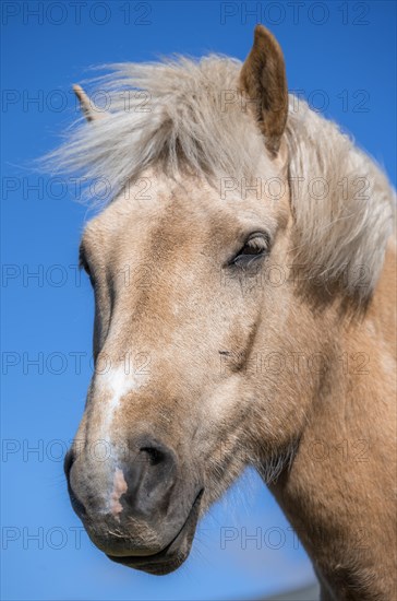 Norwegian fjord horse