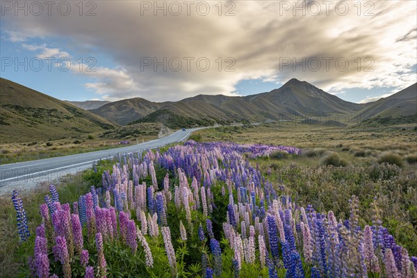 Variegated lupines