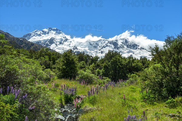 Purple Multileaved Lupines