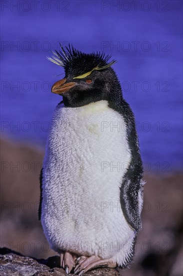 Rockhopper penguin