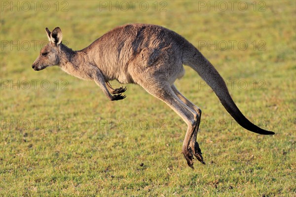 Eastern grey kangaroo