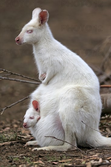 Red-necked wallaby