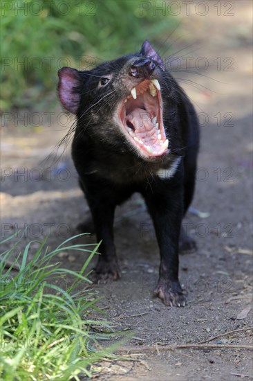 Tasmanian devil