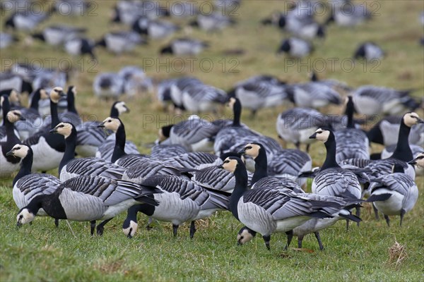 Barnacle Geese