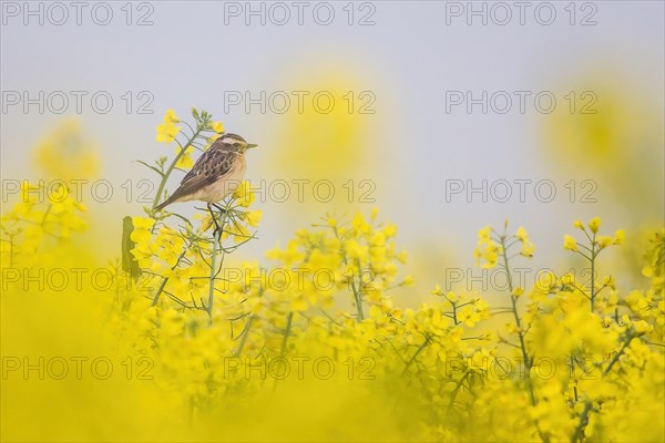 Whinchat