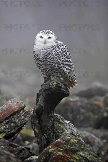 Snowy owl