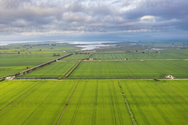 Rice fields