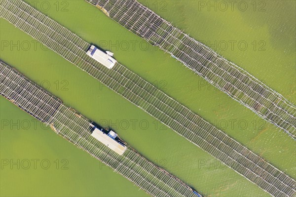 Mussel and oyster farming in the Bahia del Fangar