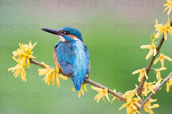 Common kingfisher