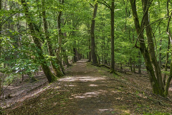 Lonely path in the forest