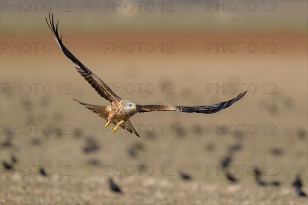 Red kite