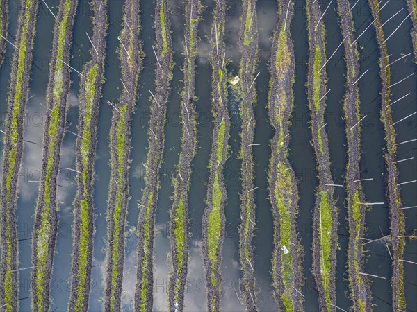 Aerial of the floating gardens