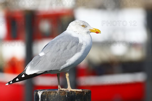 European herring gull