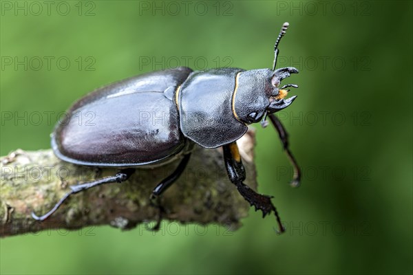 Anoplotrupes stercorosus