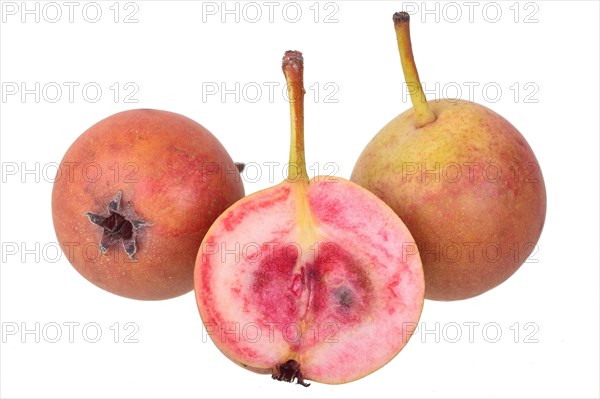 Pear variety Summerblood pear
