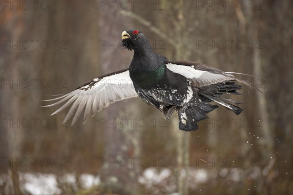 Western capercaillie