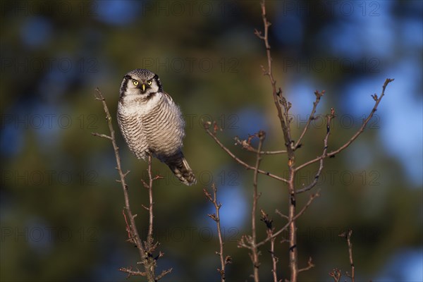 Northern Hawk Owl