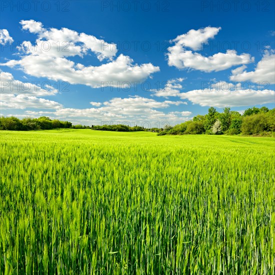 Green barley field bordered by hedges in spring