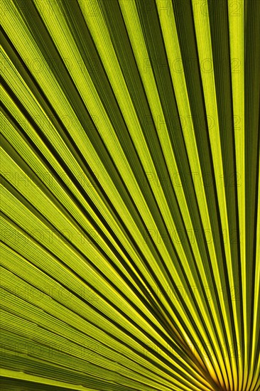 Leaf of a petticoat palm or Washington palm