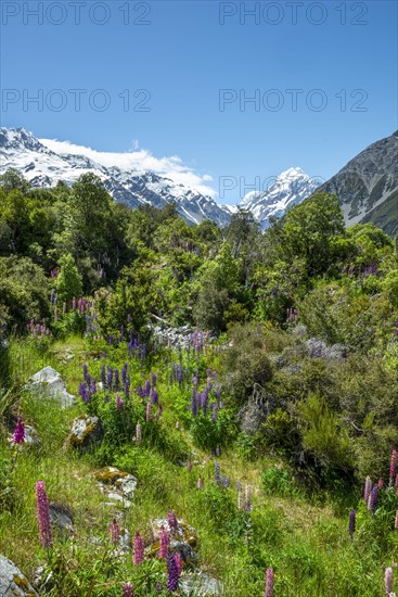 Purple multileaved lupines