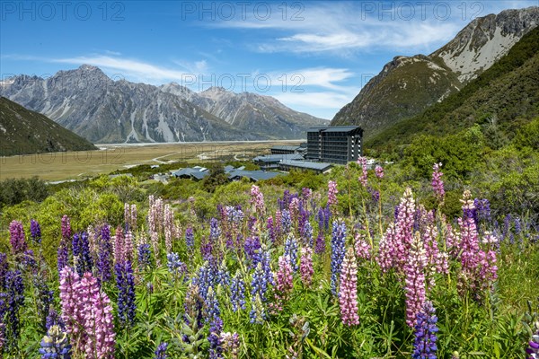 Purple Multileaved Lupines