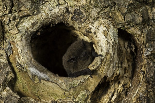 Nathusius's pipistrelle