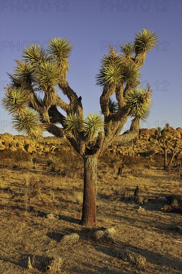 Joshua Tree