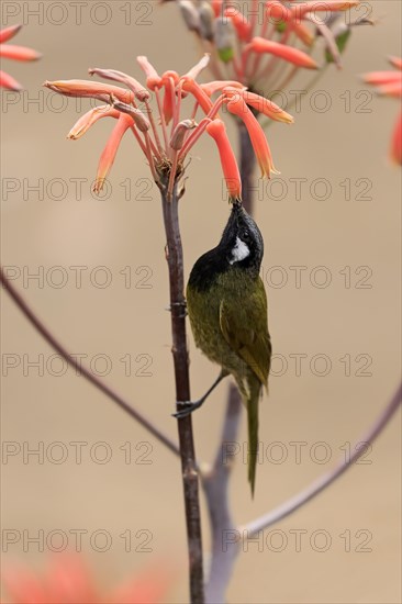 Black-throated Honeyeater