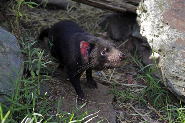 Tasmanian devil