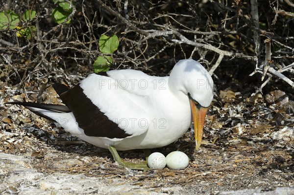 Nazca booby