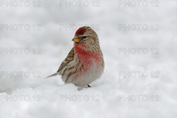 Common redpoll