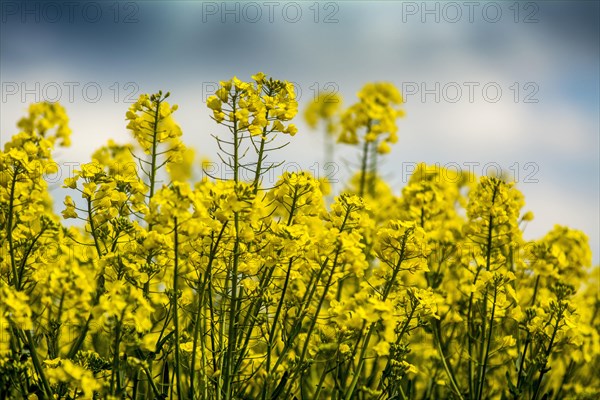 Rape field