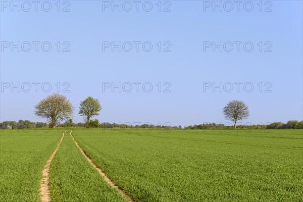 Tractor track in a green grain field with trees