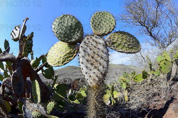 Galapagos Prickly Pear