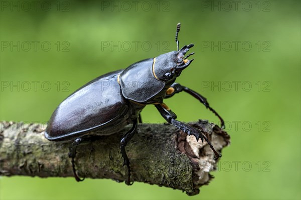 Anoplotrupes stercorosus