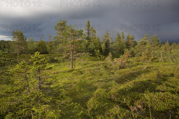 Riisitunturi National Park