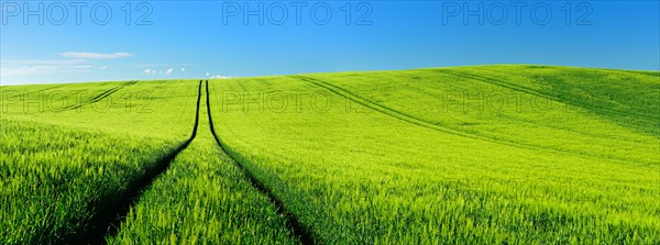 Endless green barley field in spring