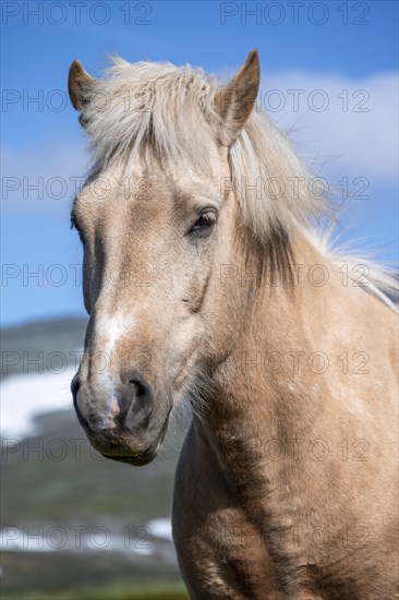 Norwegian fjord horse