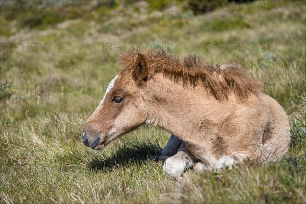 Norwegian fjord horse