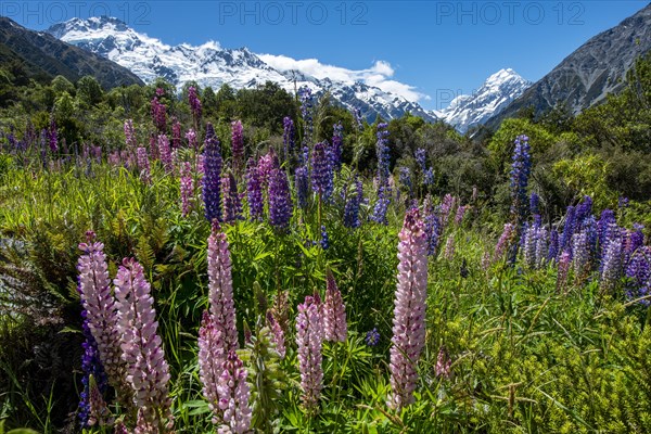 Purple multileaved lupines