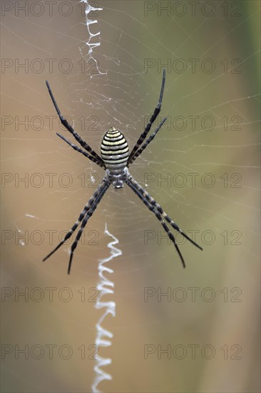 Argiope trifasciata