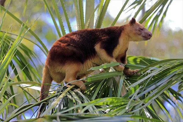 Goodfellow tree kangaroo