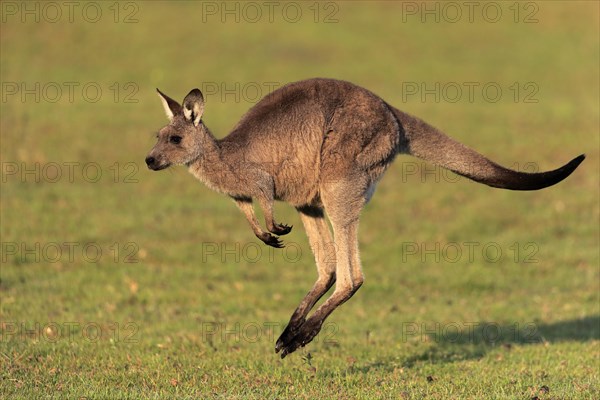 Eastern grey kangaroo