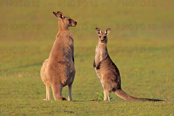 Eastern grey kangaroo