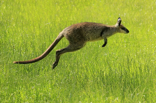 Swamp wallaby