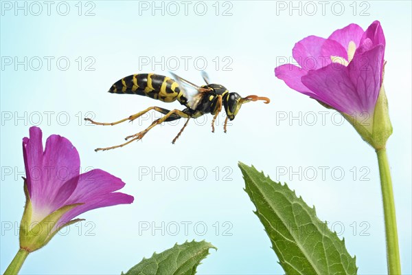 European paper wasp